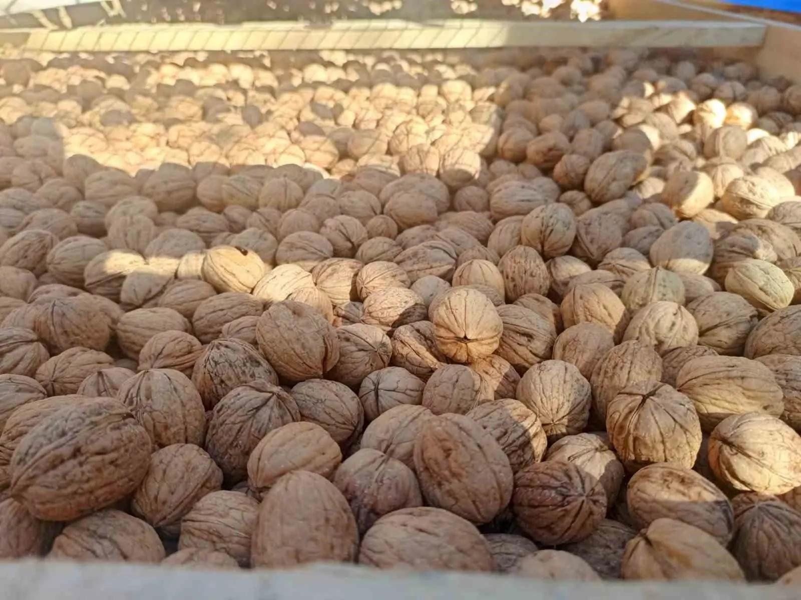 Baklavalık cevizin merkezi Çivril’de bereketli sezon: 300 tonluk hedef