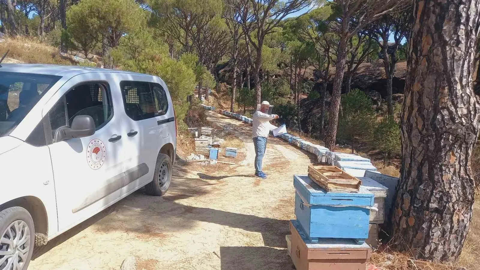 Bozdoğan’da arıcıların gözü kulağı sahada: Destek ödemeleri için kritik mesai başladı