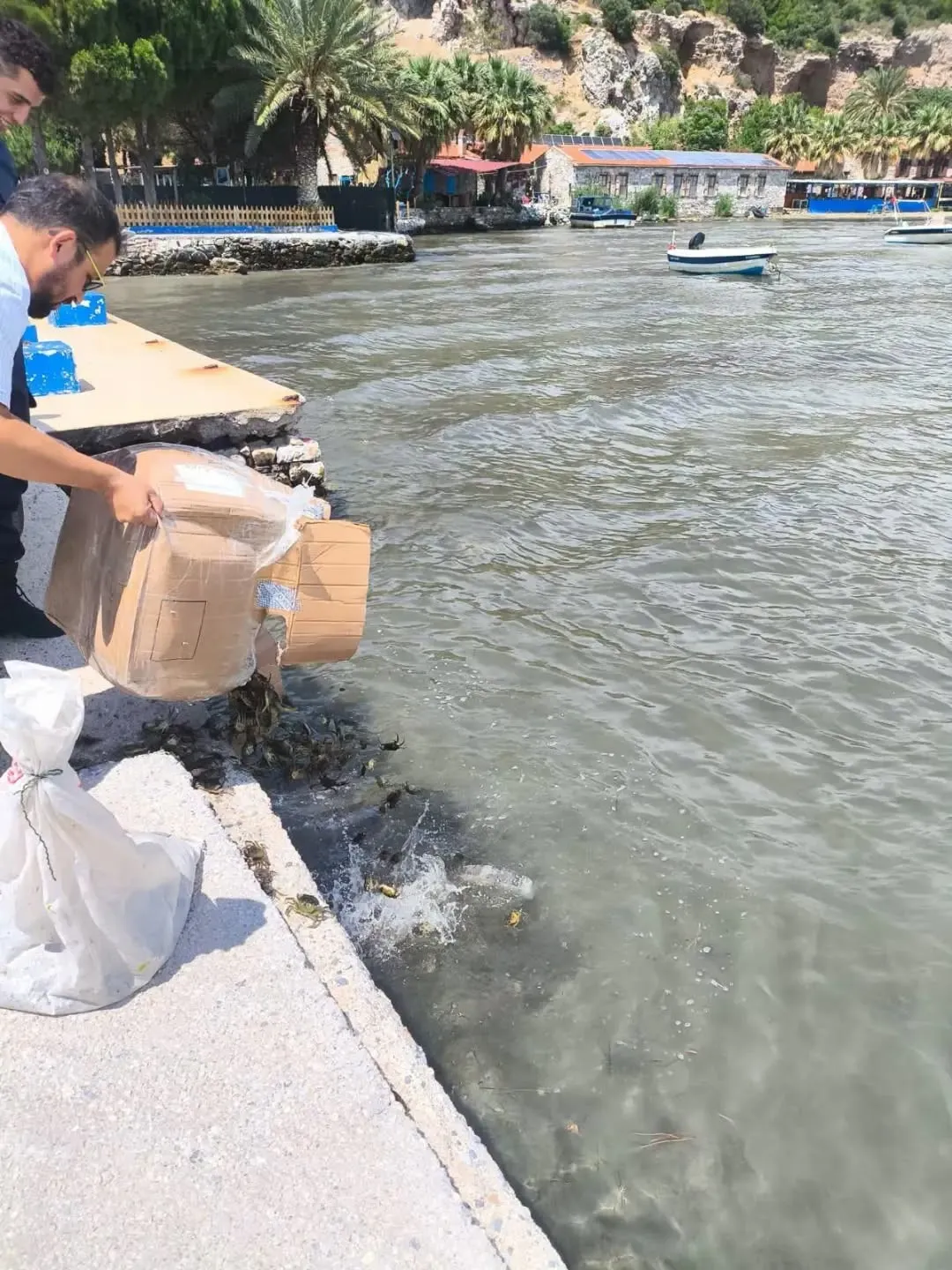 Söke yolunda yasa dışı sevkiyata geçit yok: 8 bin yengeç kurtarıldı
