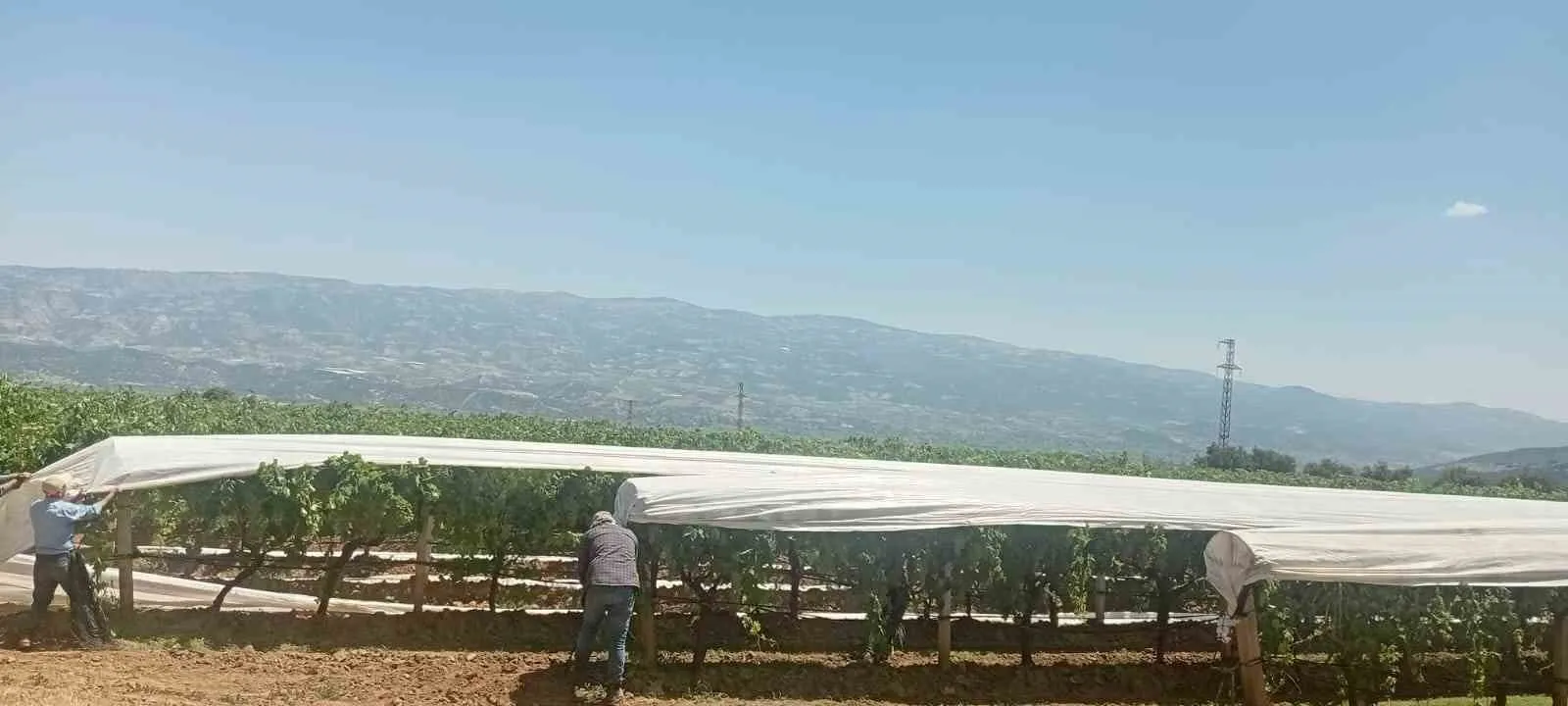 Sarıgöl Ovası'nda beyaz seferberlik: Üzümler güneşten ve doludan korunuyor