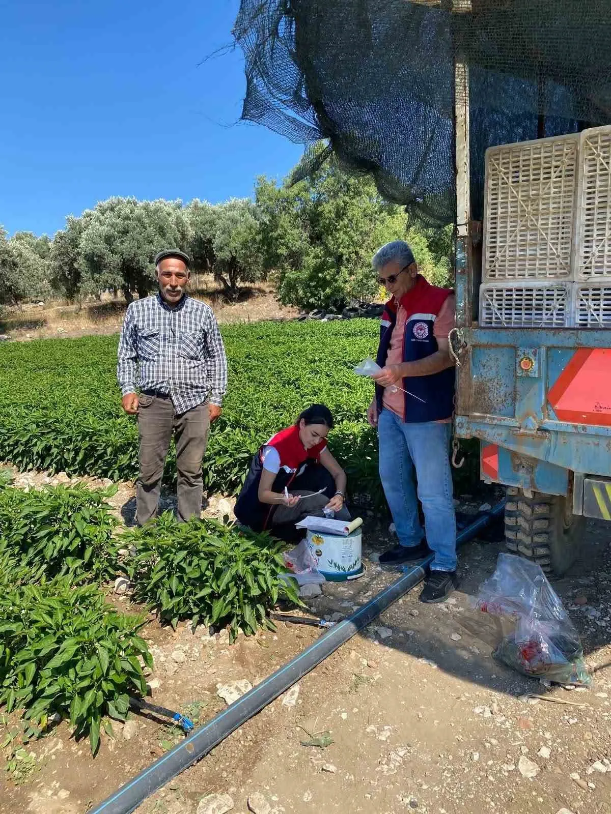 Didim’de tarladan sofraya güvenli yolculuk: Salatalıklarda pestisit taraması