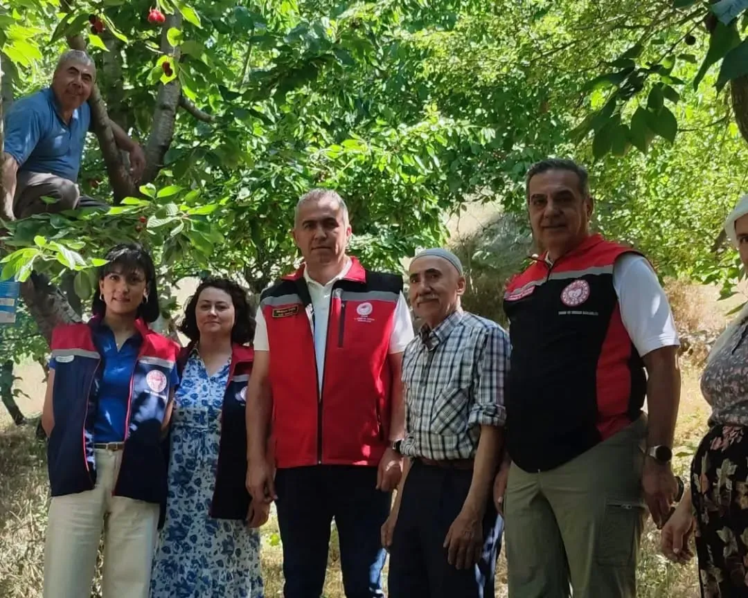 Aydın’ın yüksek rakımlı bahçelerinde kiraz bereketi: Hasat mesaisi tüm hızıyla sürüyor