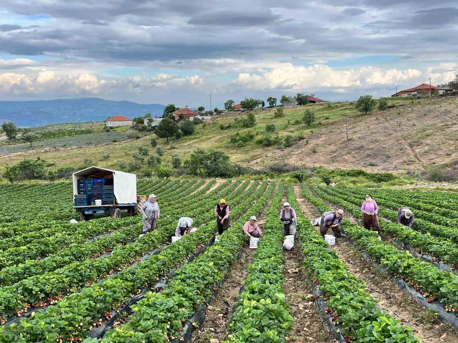 Manisa'nın gizli lezzet rotası: Gökeyüp'te kimyasala yer yok