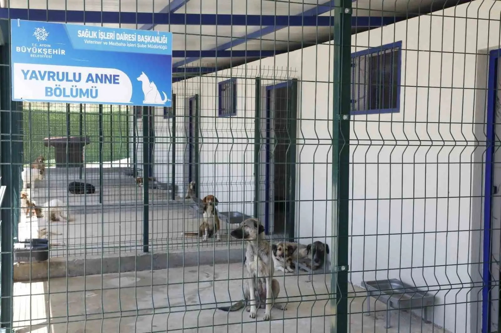 Aydın’da sokak hayvanları için kritik eşik: Yüzde 47’lik oran aşıldı