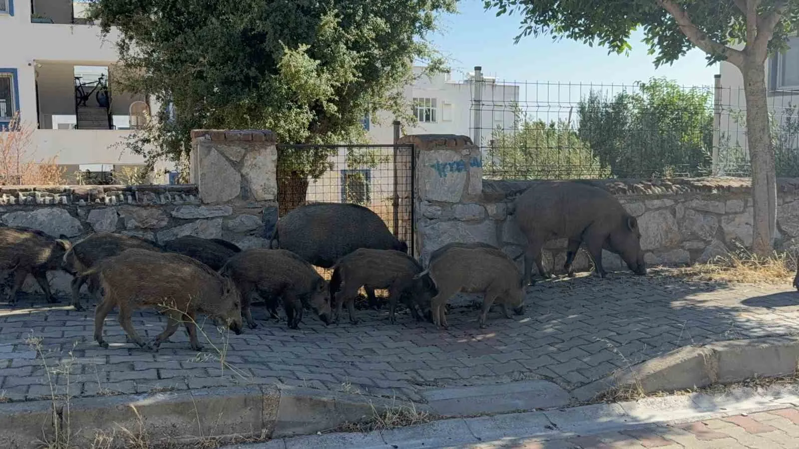 Bodrum'da mesai saati şoku: Sokaklara inen dev sürü trafiği kesti