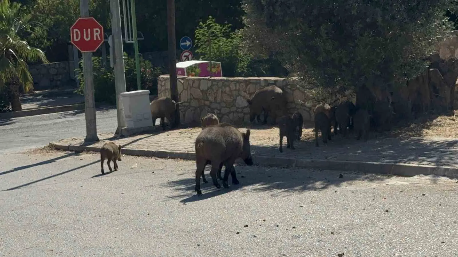 Bodrum'da mesai saati şoku: Sokaklara inen dev sürü trafiği kesti