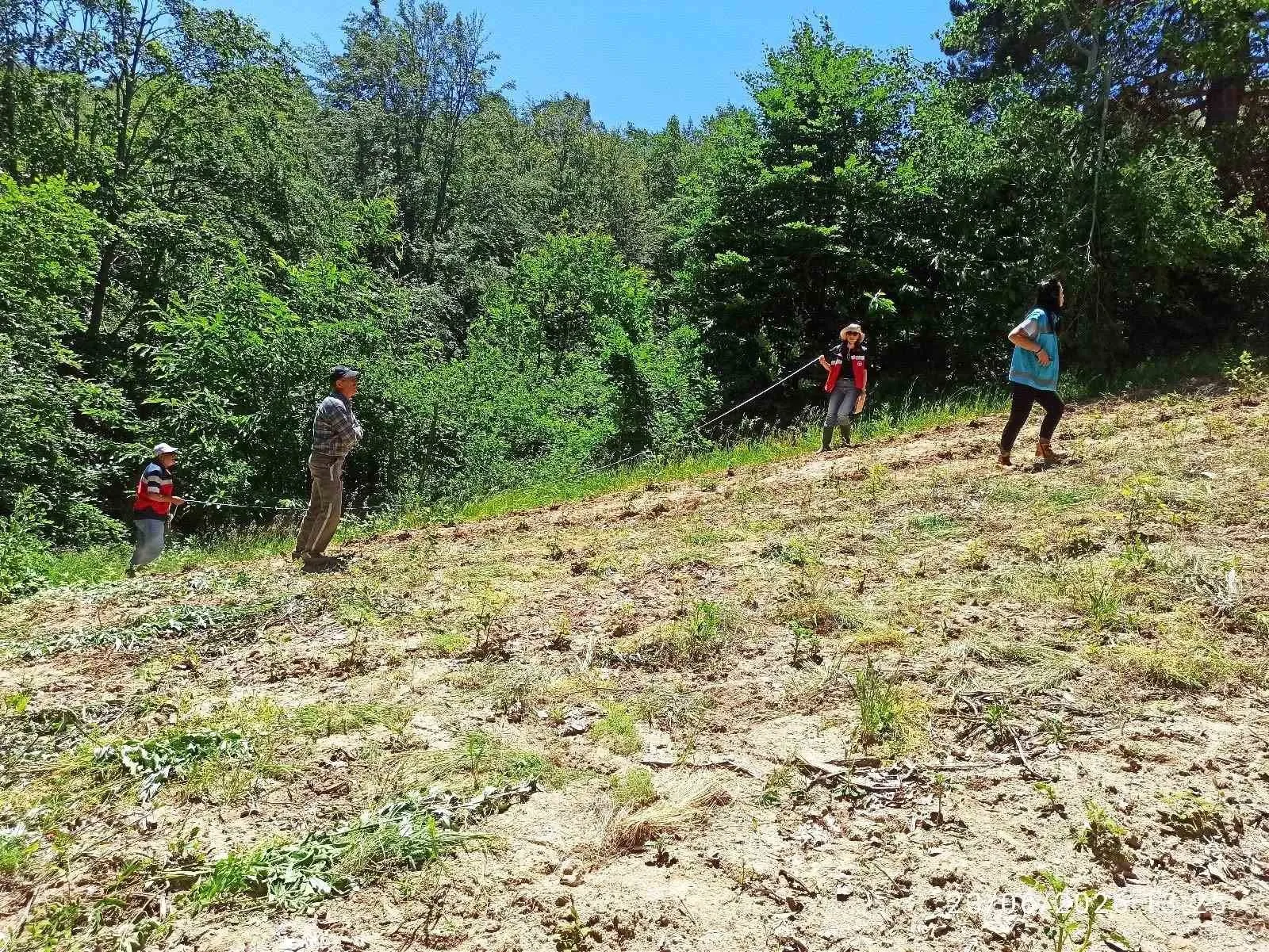 Domaniçli üreticinin ahududu hasadı güvence altına alınıyor