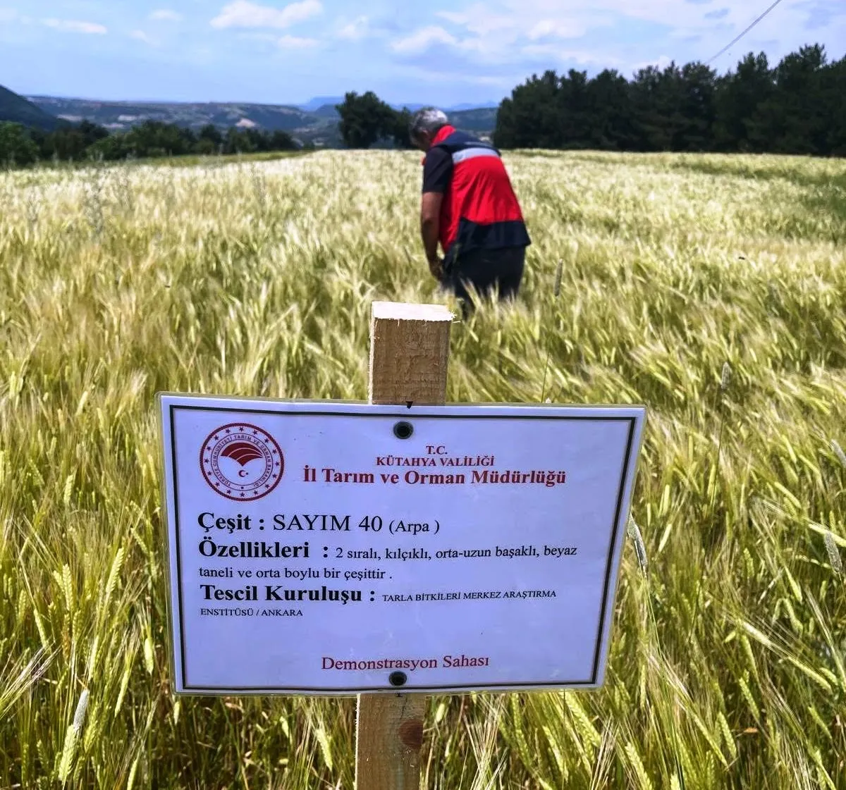 Simav ovasında arpa bereketi için hummalı takip: Uzmanlar tarlaya indi