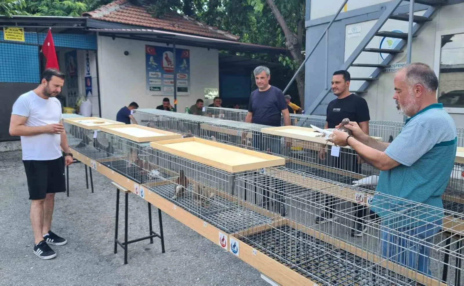 Denizli'nin yaşayan antik mirası: Tokur güvercinleri podyumda rüzgar estirdi