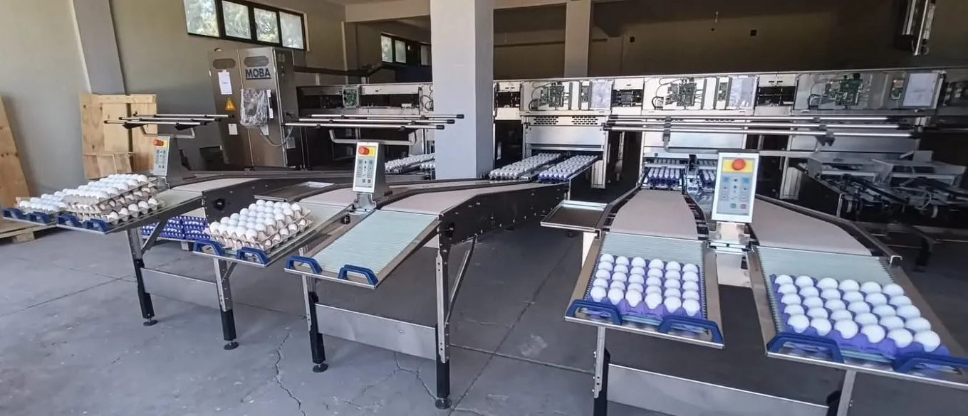 Tavşanlı ekonomisine yumurta üretiminde dijital devrim