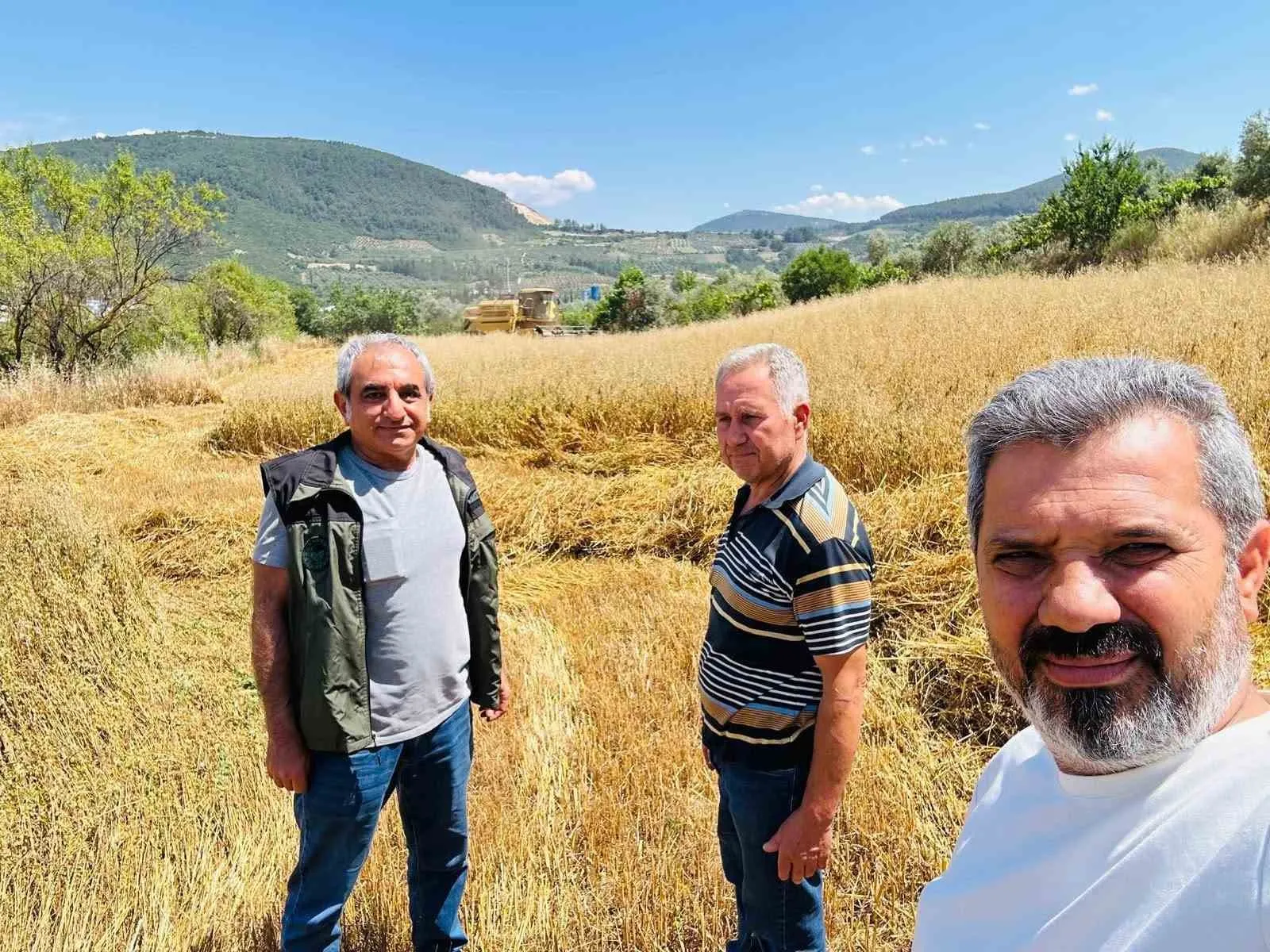Menteşe’de hasat bereketi denetimle korunuyor: Tane kaybına geçit yok