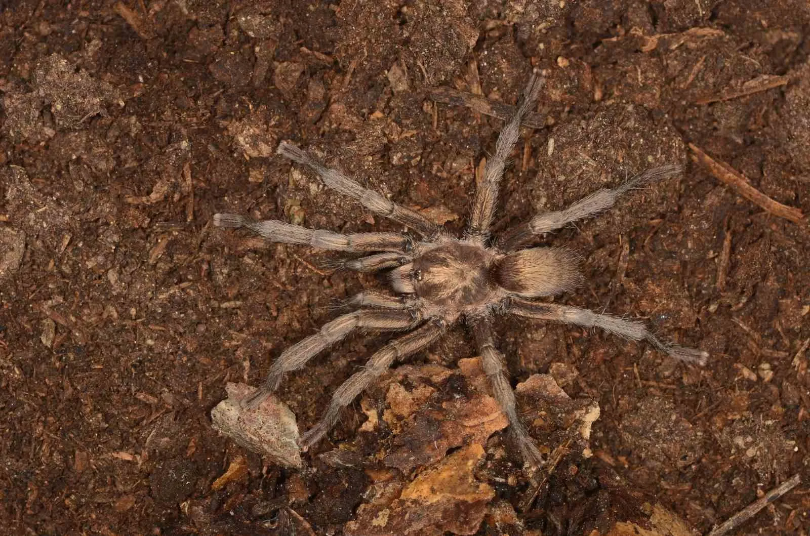 34 Yıllık Gizem Çözüldü: Anadolu’nun Yeni Tarantula Türü Antik Ticaretin İzlerini Taşıyor