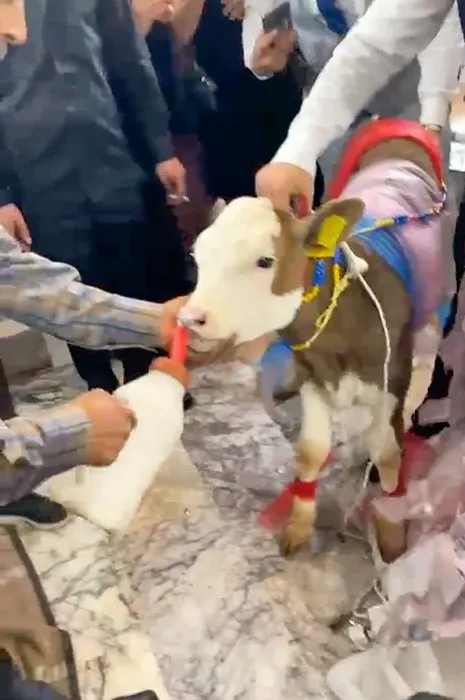 Manisa'da düğün takısında yeni dönem: Altın devri kapandı, buzağı dönemi başladı