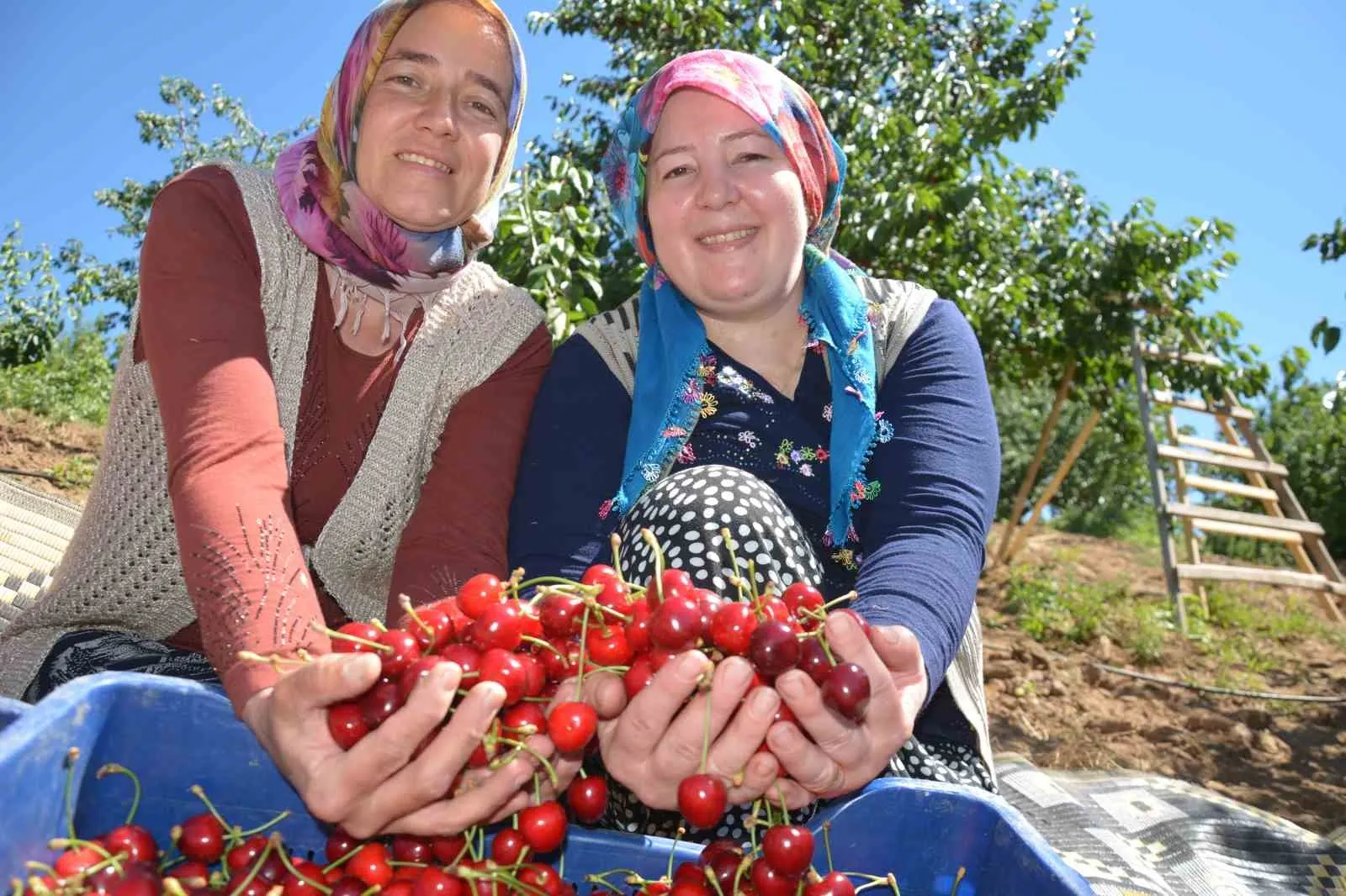 Demirci’de kiraz mevsimi: İhracatlık ürünlerde hedef 20 bin ton