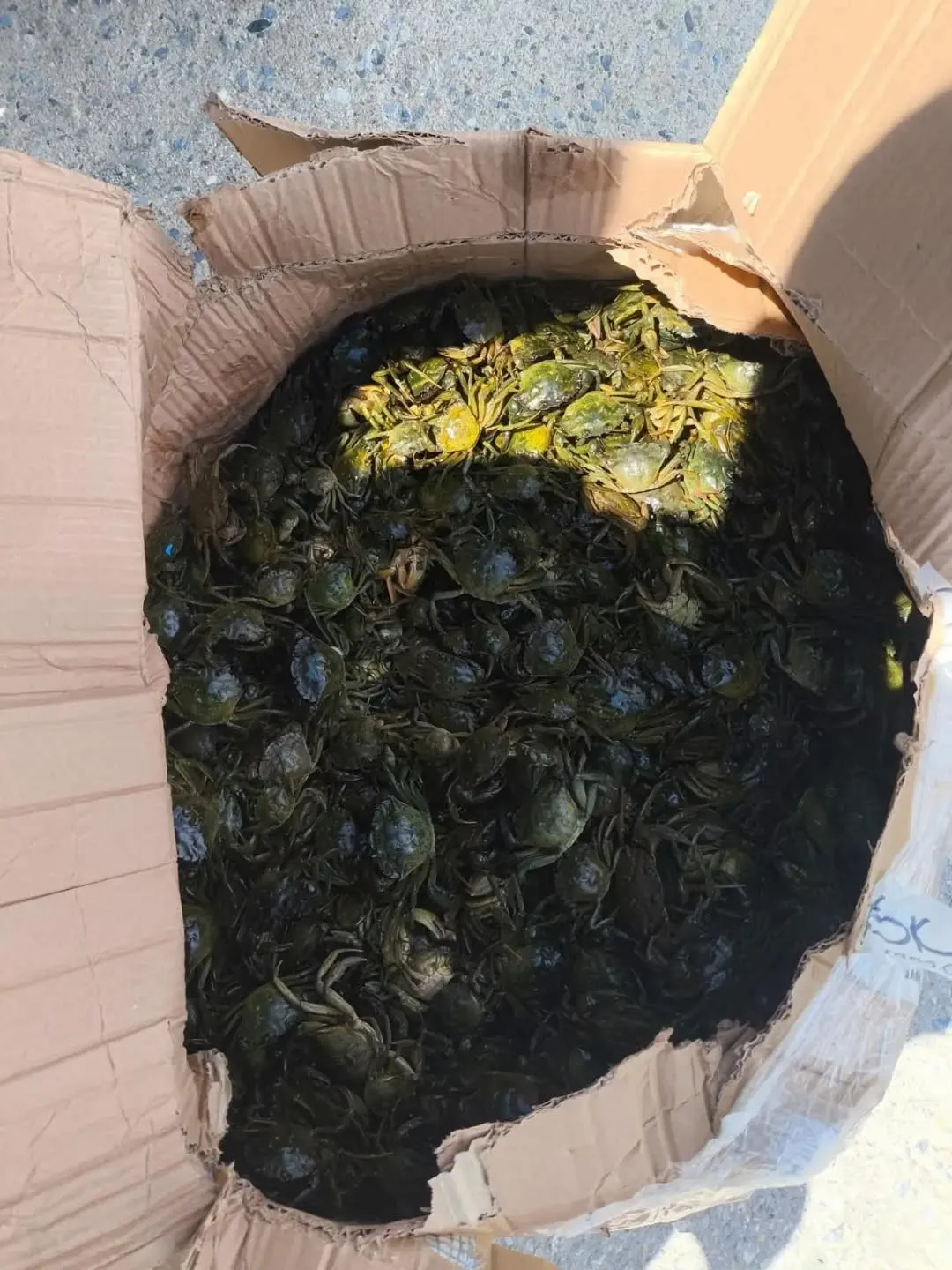 Söke yolunda yasa dışı sevkiyata geçit yok: 8 bin yengeç kurtarıldı