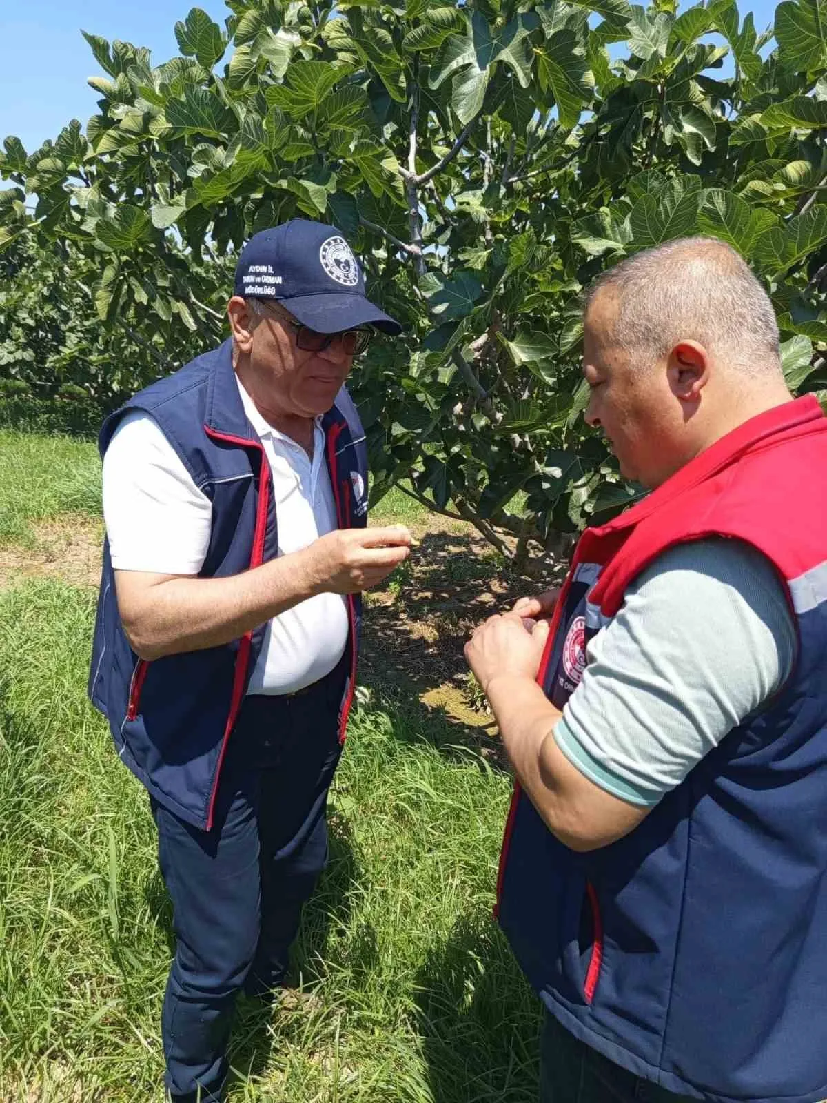 Kuyucaklı incir üreticilerine kritik uyarı: Bahçenizde bu tehlikeye dikkat edin