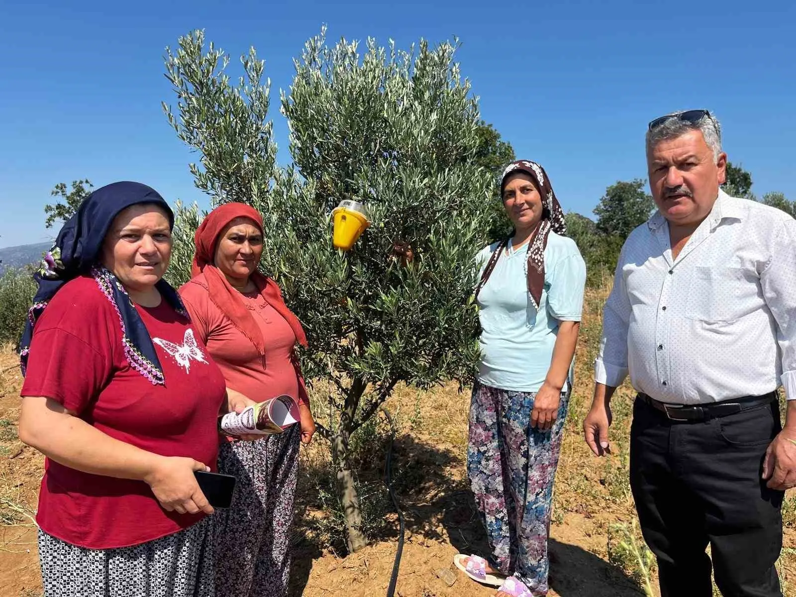 Zeytin bahçelerinde ilaçsız dönem: Buldan’da doğa dostu seferberlik
