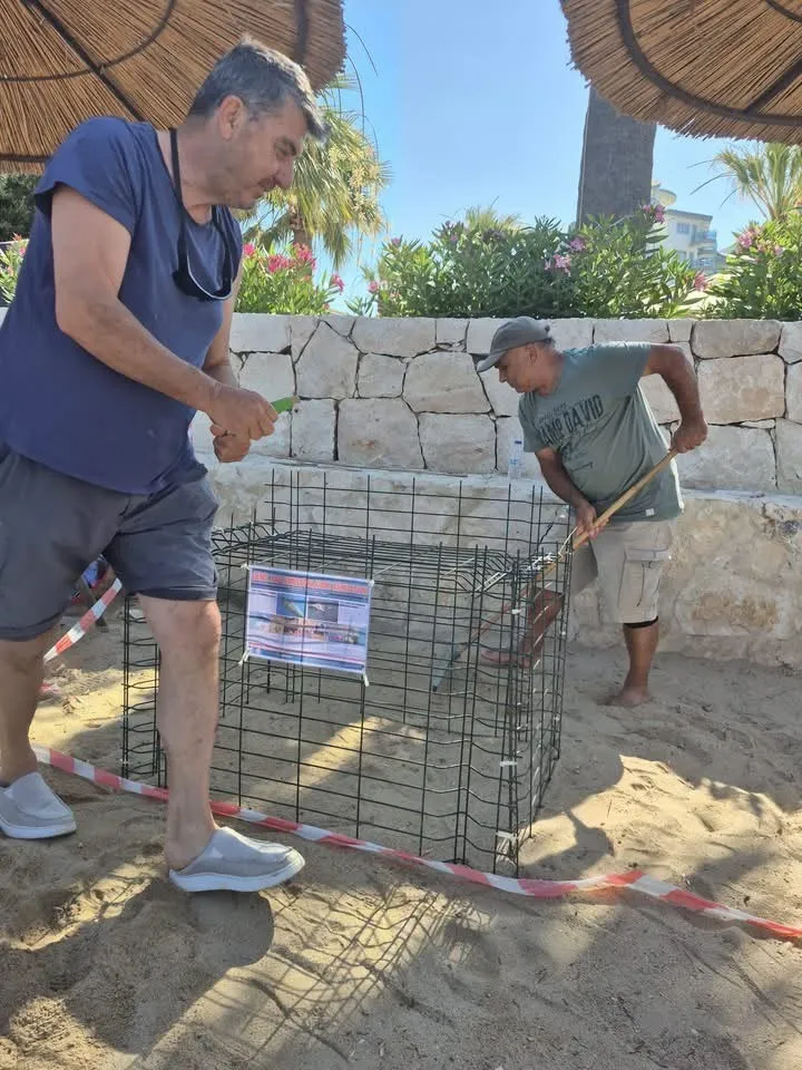 Tatilcilerin şezlongları arasında sürpriz misafir: Caretta carettalar Aydın kıyılarını mesken tuttu