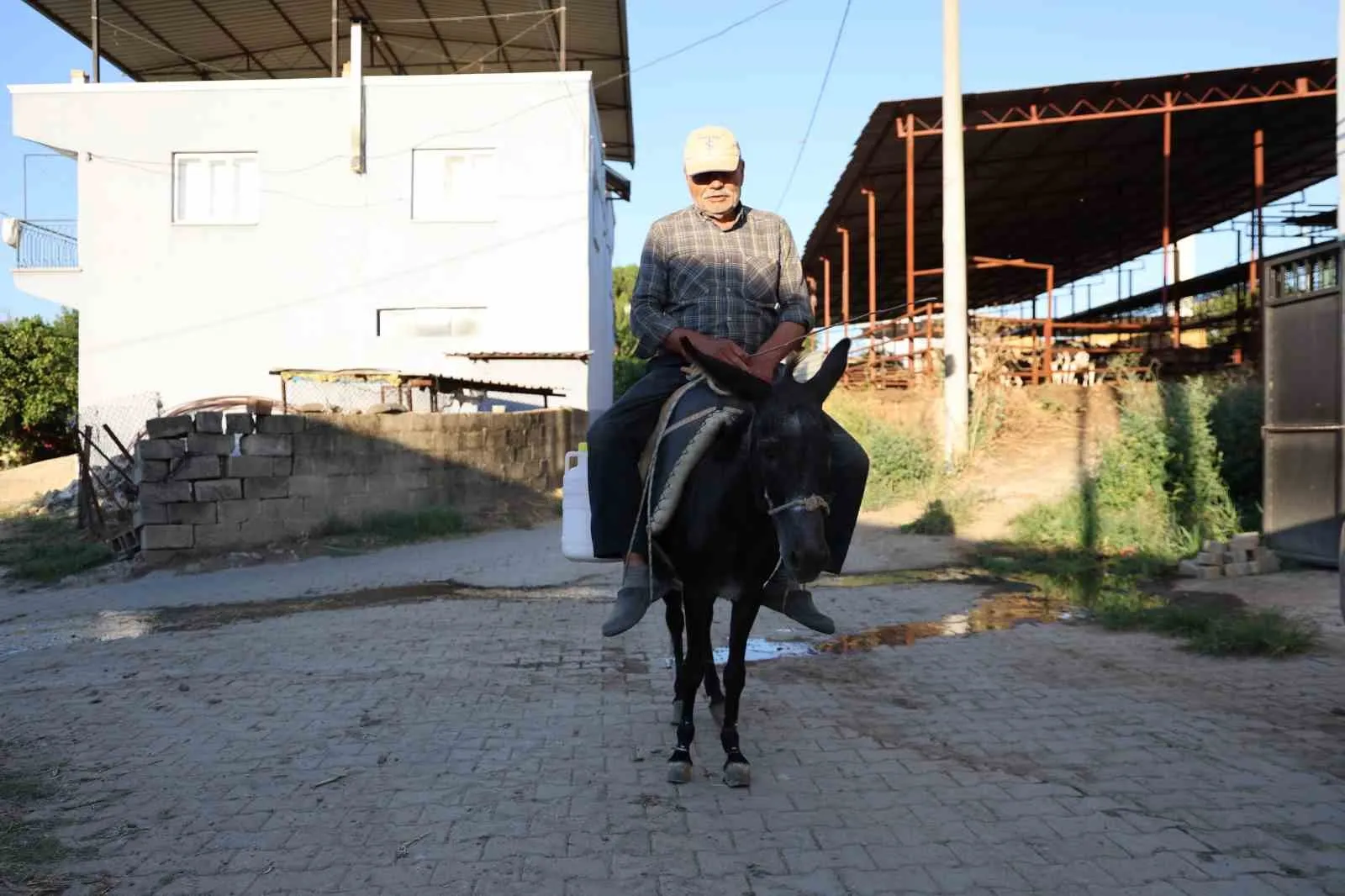 Otomobil anahtarı yerine dizginleri tutuyor: 70 yaşında geleneksel ulaşımdan vazgeçmiyor