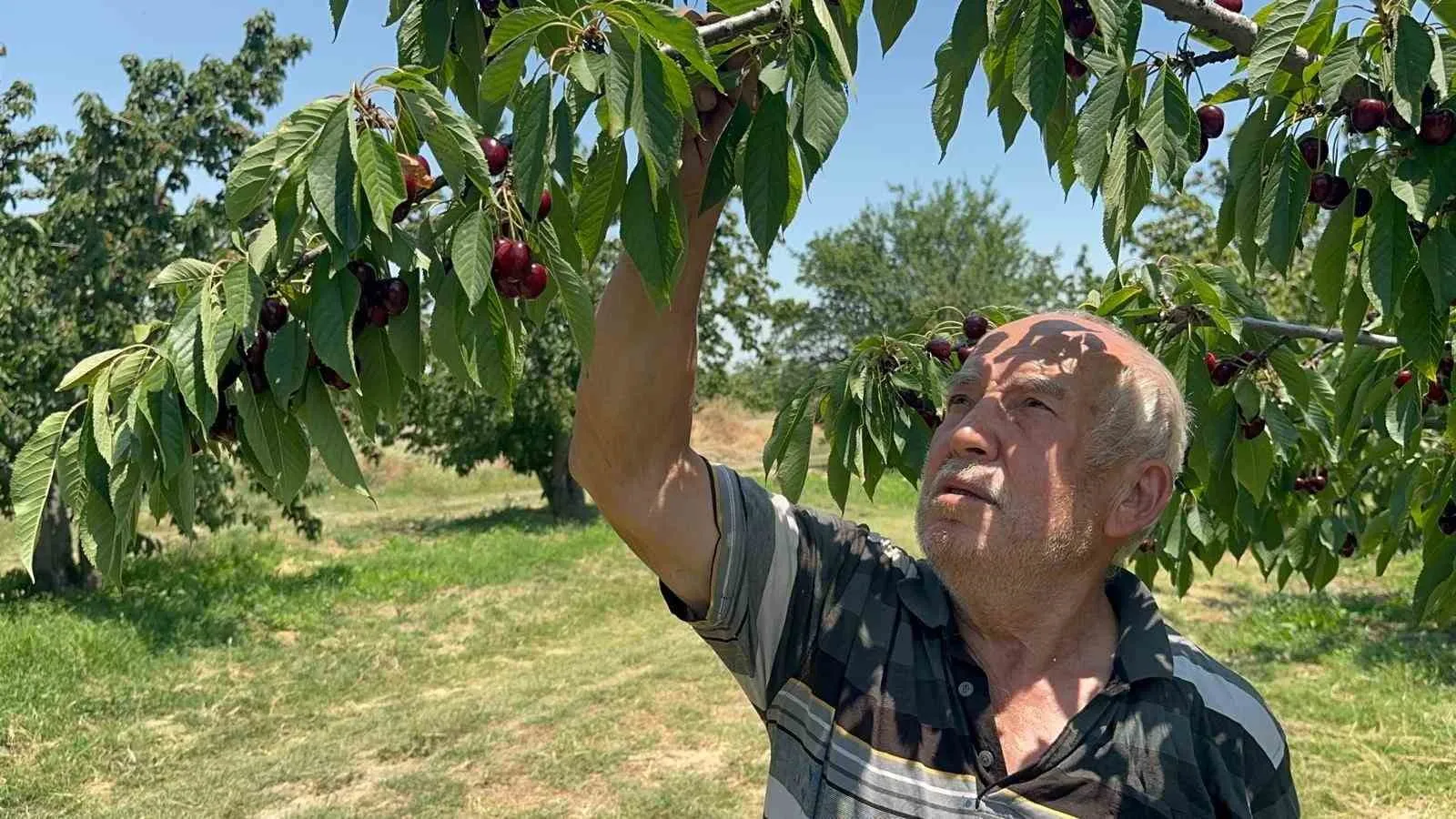 Kirazda bereket krizi: Rekor verim üreticinin sevincini kursağında bıraktı