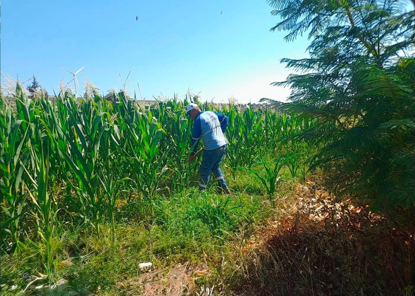 Didim’de toprak berekete dönüştü: Belediyenin fidanlığı hem üretiyor hem eğitiyor
