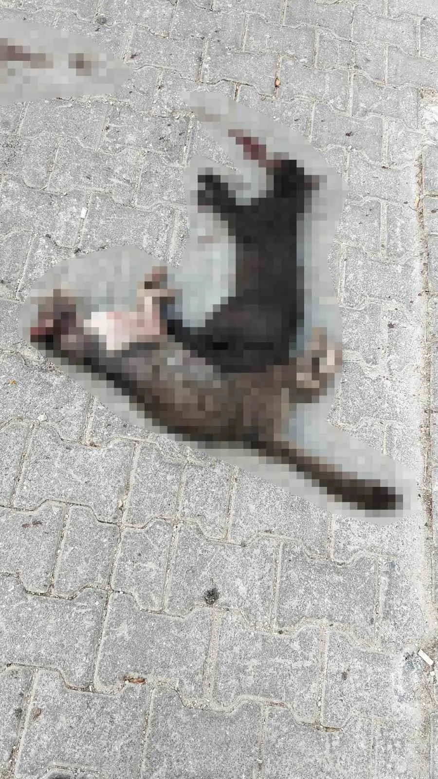 Menteşe’de kan donduran ihmal: Kedileri ezip yoluna devam etti