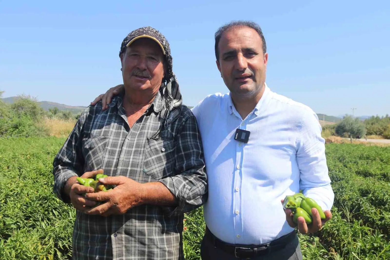 İzmir'in acı biberinde hasat vakti: Urfa'ya "hodri meydan" çıkışı