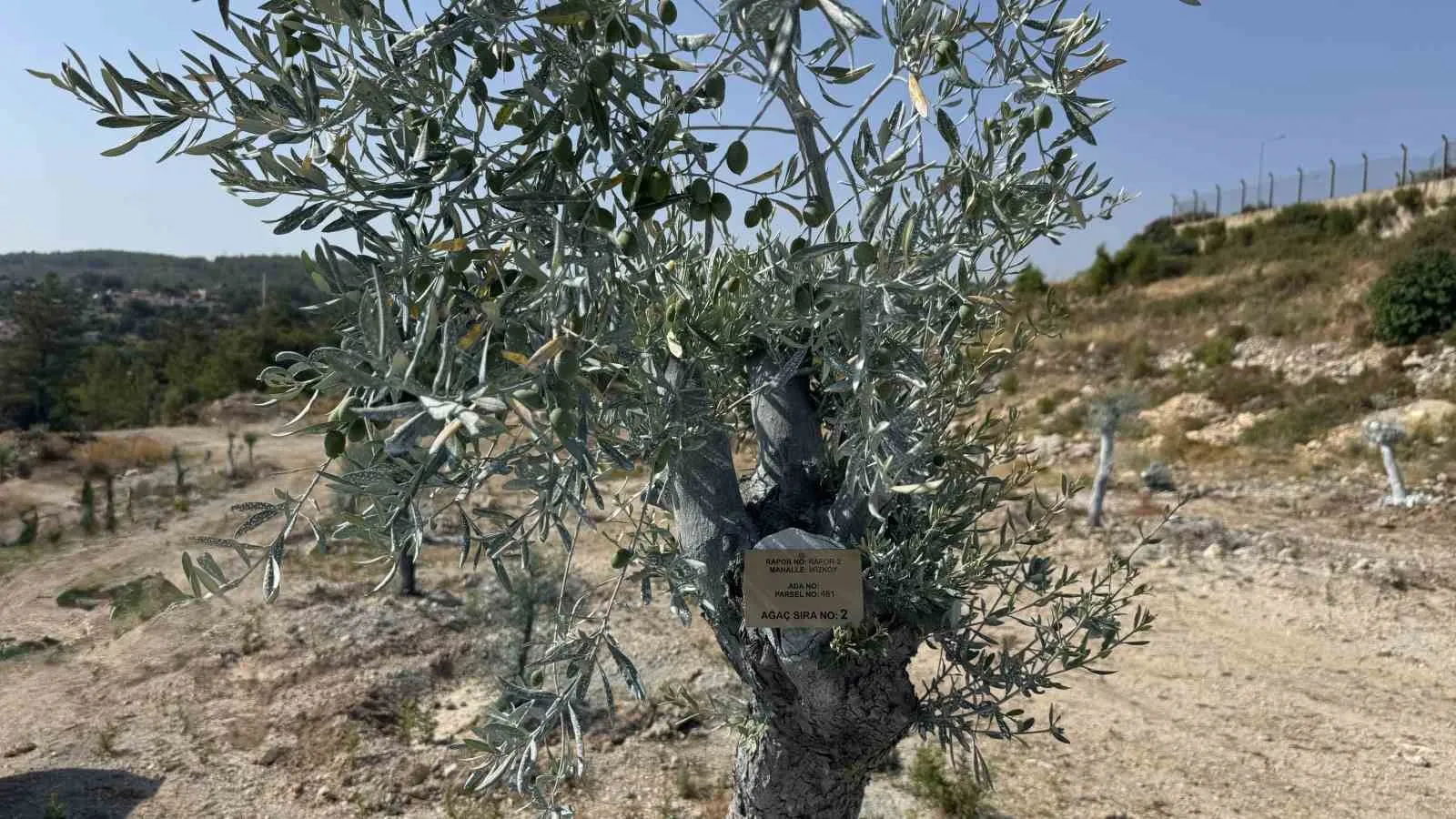 Milas’ta zeytin ağaçları için "mucize" gibi sonuç: Bir yılda yeniden hasada hazır