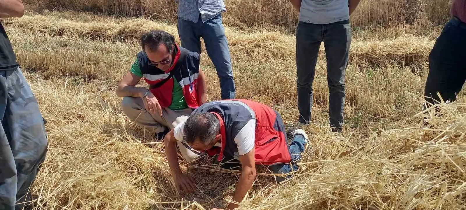 Tavşanlı çiftçisinin hasat mesaisinde güvenlik önlemleri zirveye taşındı