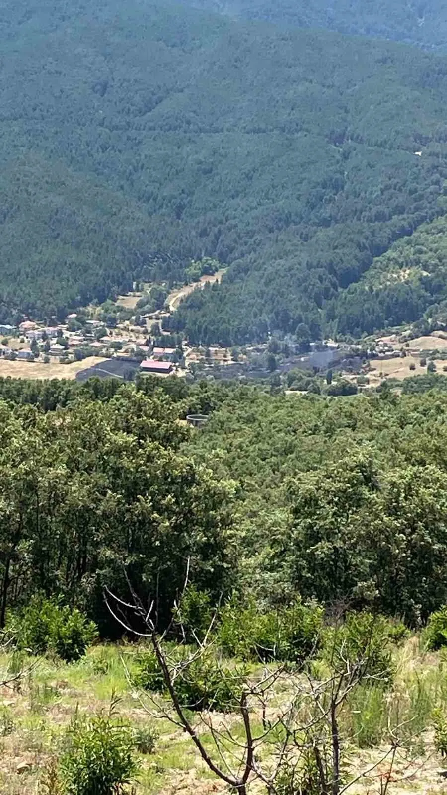 Kuyucak'ta korkutan yangın: Ekipler ormana ulaşmadan durdurdu