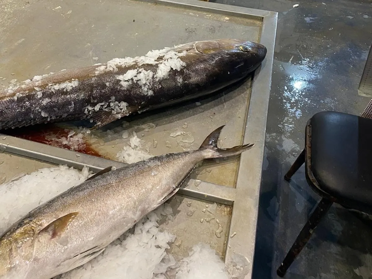Buca’da kaçak avcılığa geçit yok: 241 kilo balık toplandı