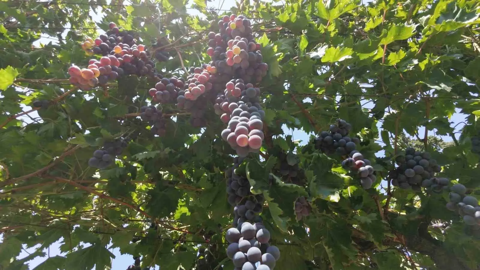 Manisa bağlarında beklenen gün geldi: İlk hasat bereketiyle başladı