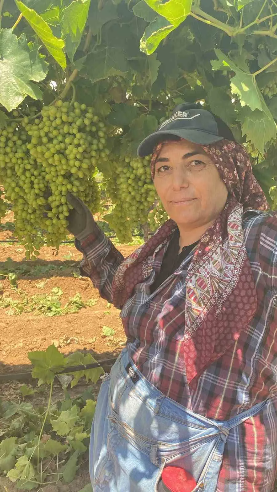Sarıgöl ovasında altın sezon: Sultaniye üzümünde hasat geri sayımı başladı