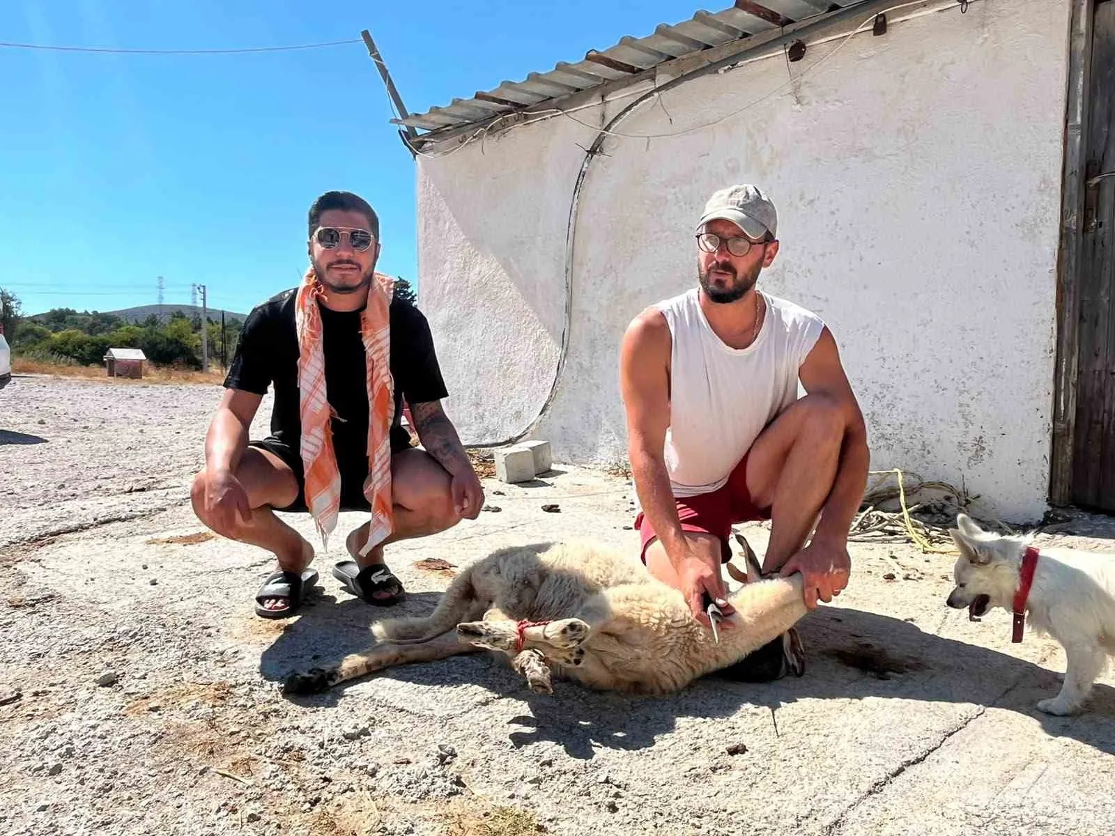 Direksiyon başındaki 5 yıllık hasret bitti: Kurban kesti, tövbe etti
