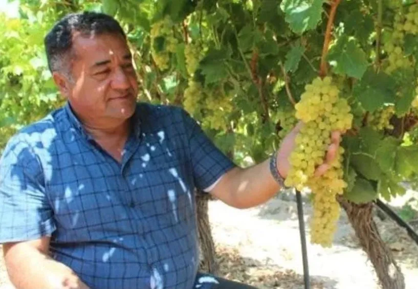 Alaşehir bağlarından dünyaya lezzet köprüsü: İhracat sezonuna hızlı giriş