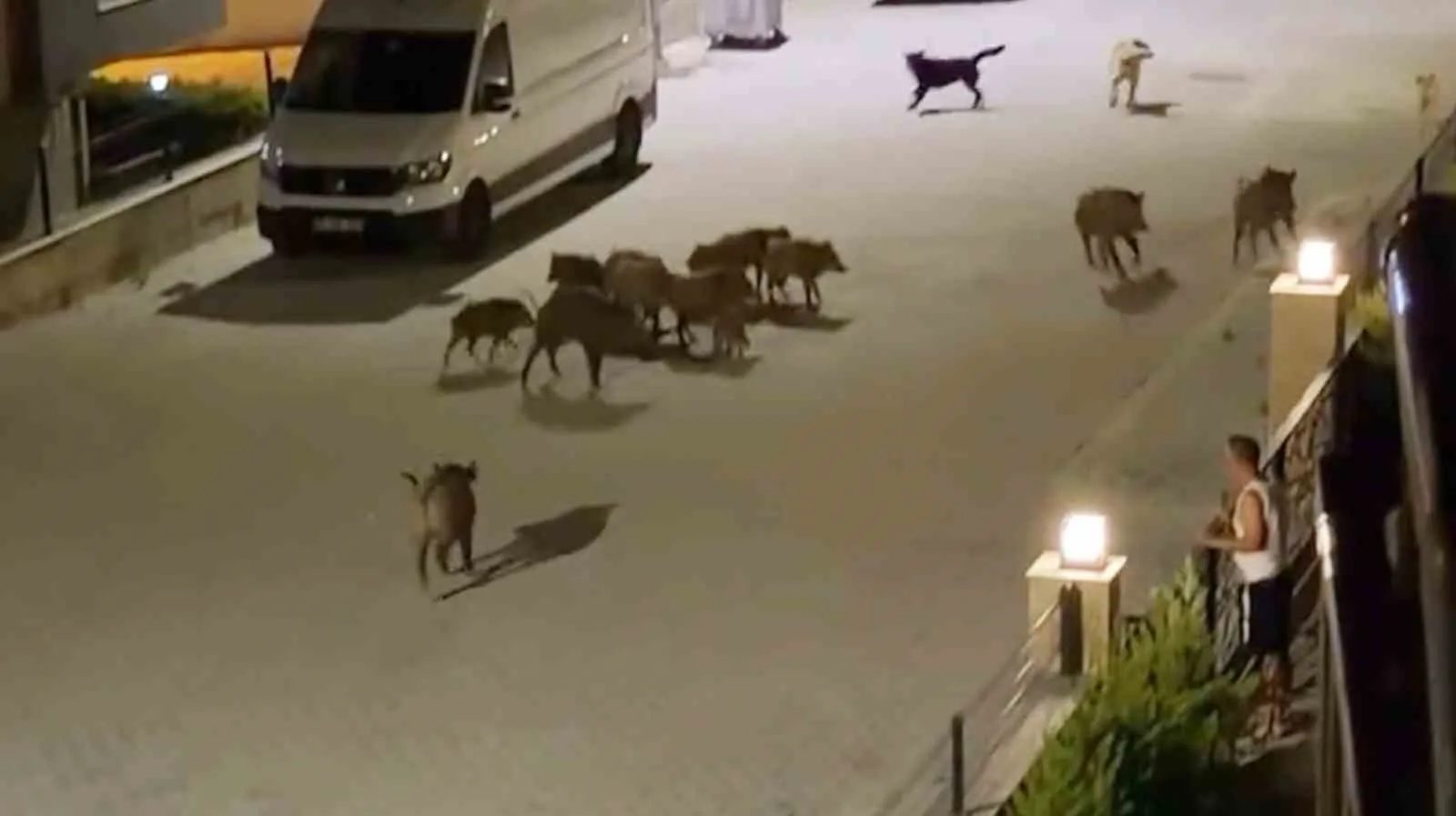 Yaban domuzunun imdadına sürüsü yetişti: Köpekleri böyle püskürttüler