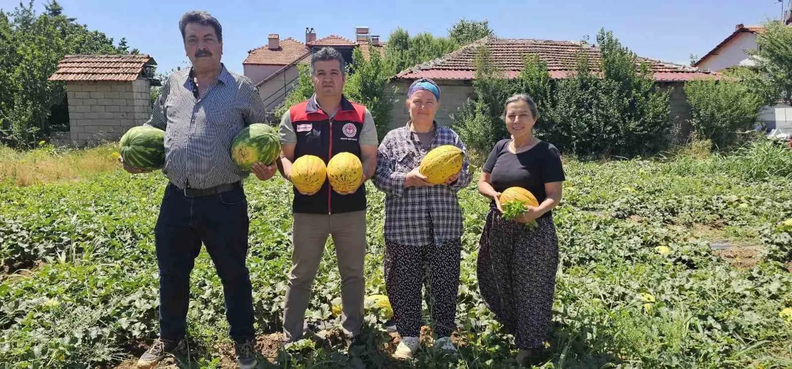 Denizli'nin lezzet markası tarlada: Acıpayam kavunu için hasat vakti