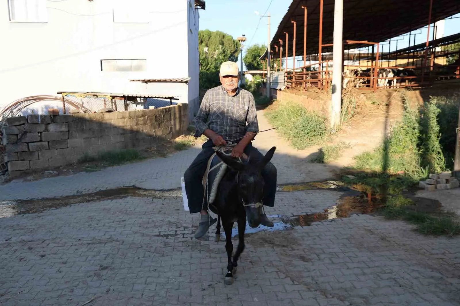 Otomobil anahtarı yerine dizginleri tutuyor: 70 yaşında geleneksel ulaşımdan vazgeçmiyor