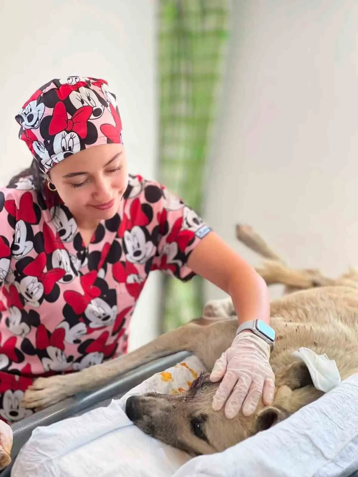 Sarıgöl’de acı dolu bekleyiş mutlu sonla bitti: Yaralı köpek yeniden ayağa kalktı