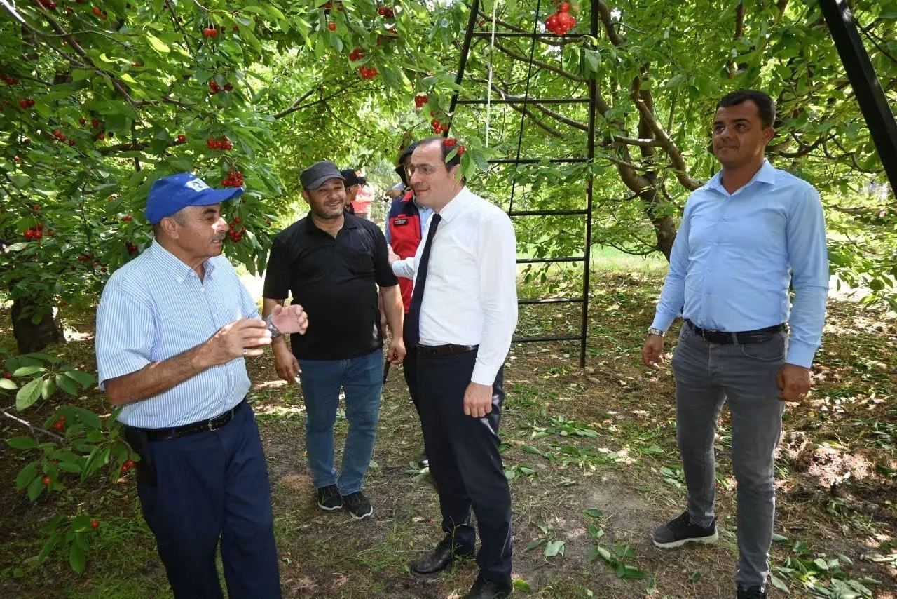 Çay'da kiraz bereketi: Kaymakam Türker tarlada üreticinin sesini dinledi