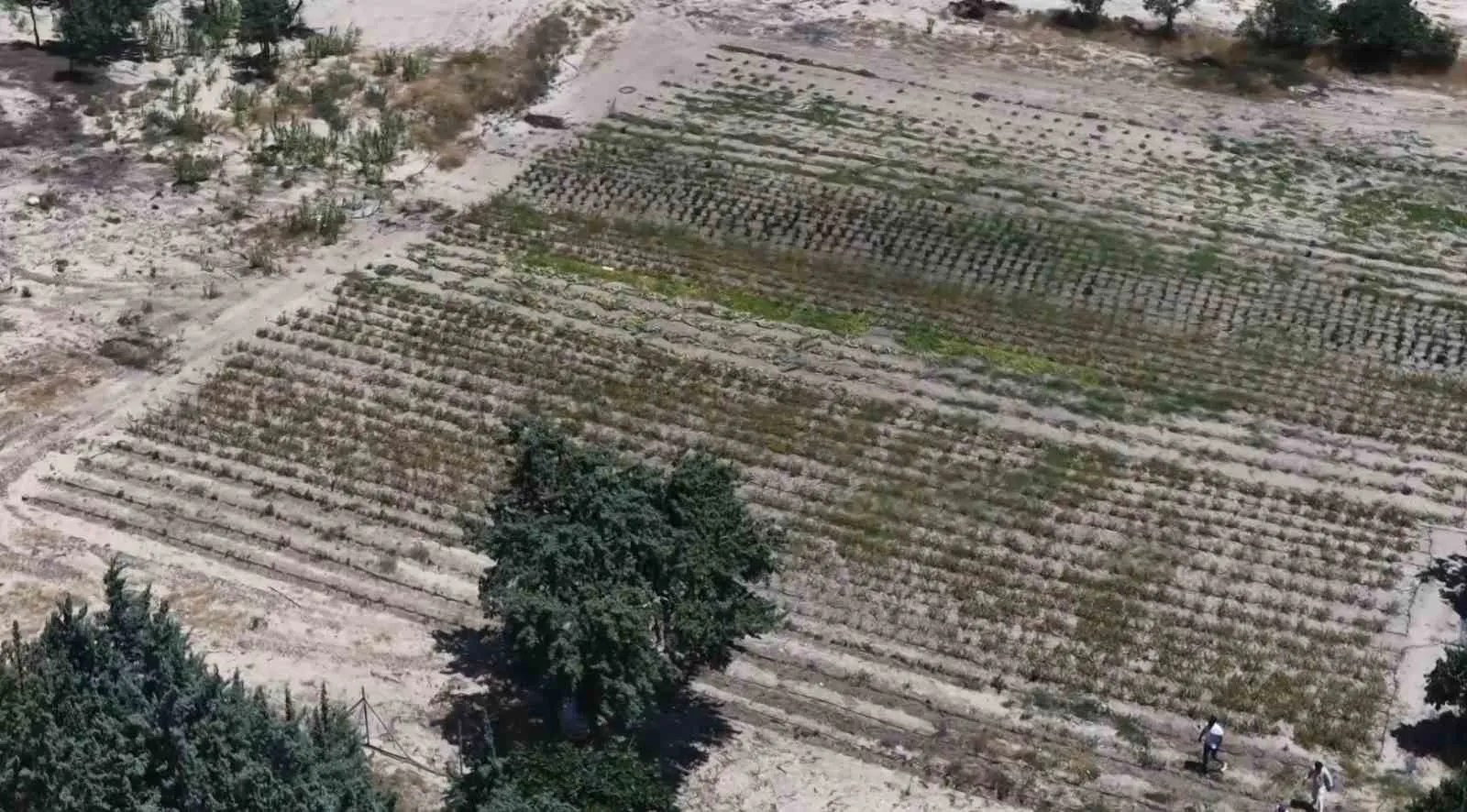 Çeşme’de tatil anlayışı değişiyor: Akademisyenden doğa dostu plaj devrimi