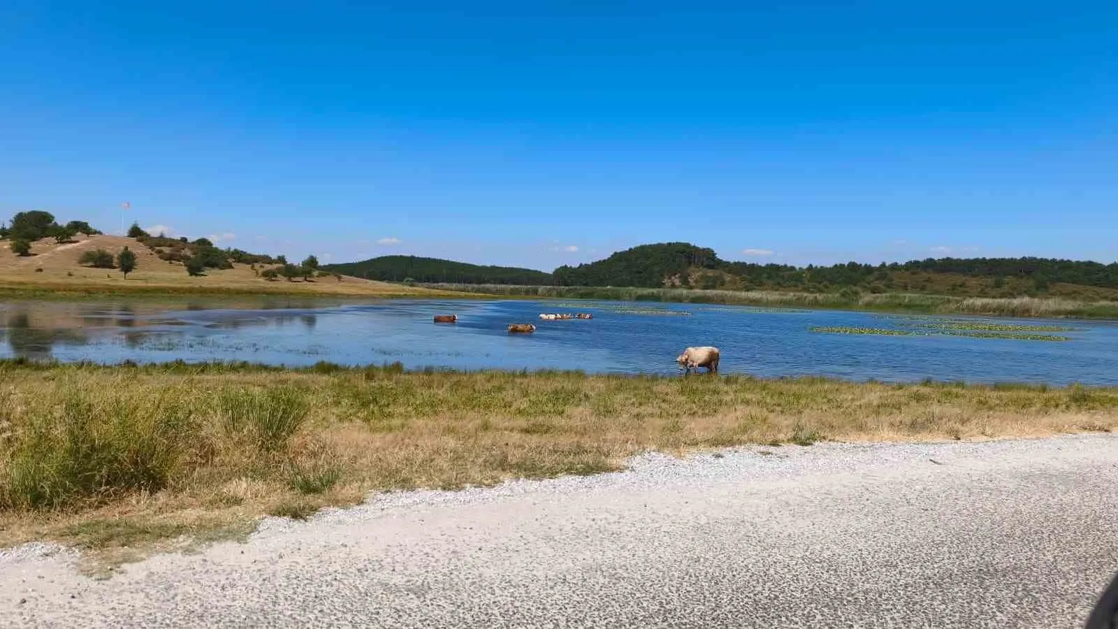 Kavurucu sıcaklar yaylayı vurdu: Büyükbaşlar gölü mesken tuttu
