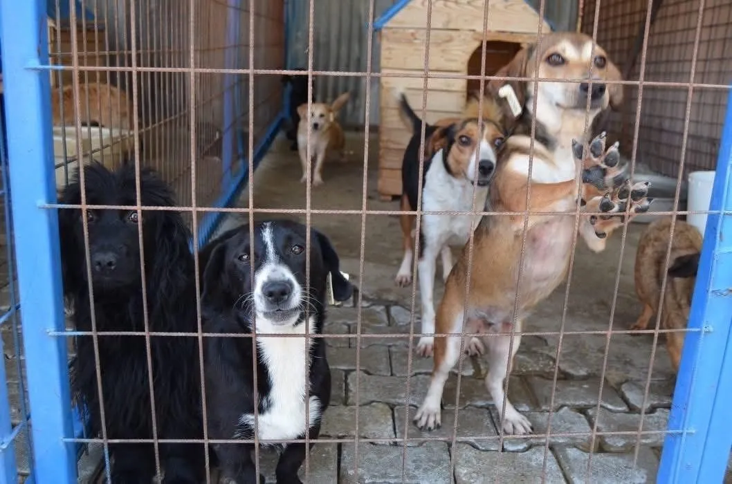 Bayındır’da can dostlar için seferberlik: Yeni yaşam alanı yükseliyor