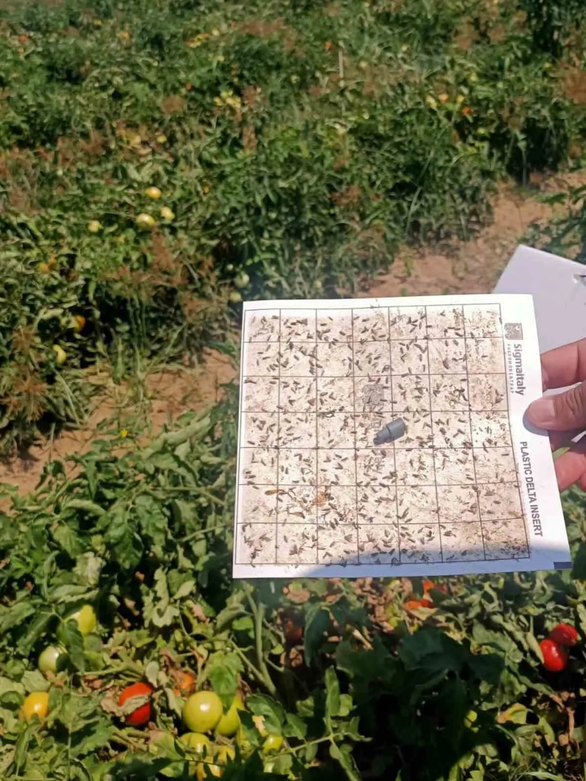 Köşk’te tarımsal üretimde yakın takip: Ziraat mühendisleri sahaya indi