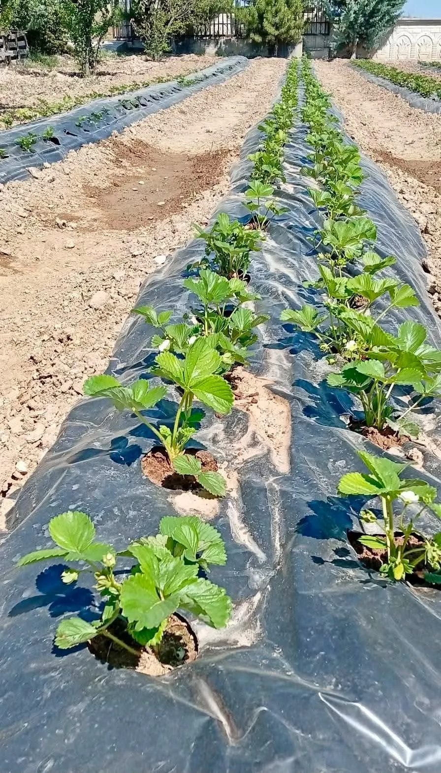 İscehisar’da toprağın yeni rengi çilek oldu: İlk mahsuller toplandı