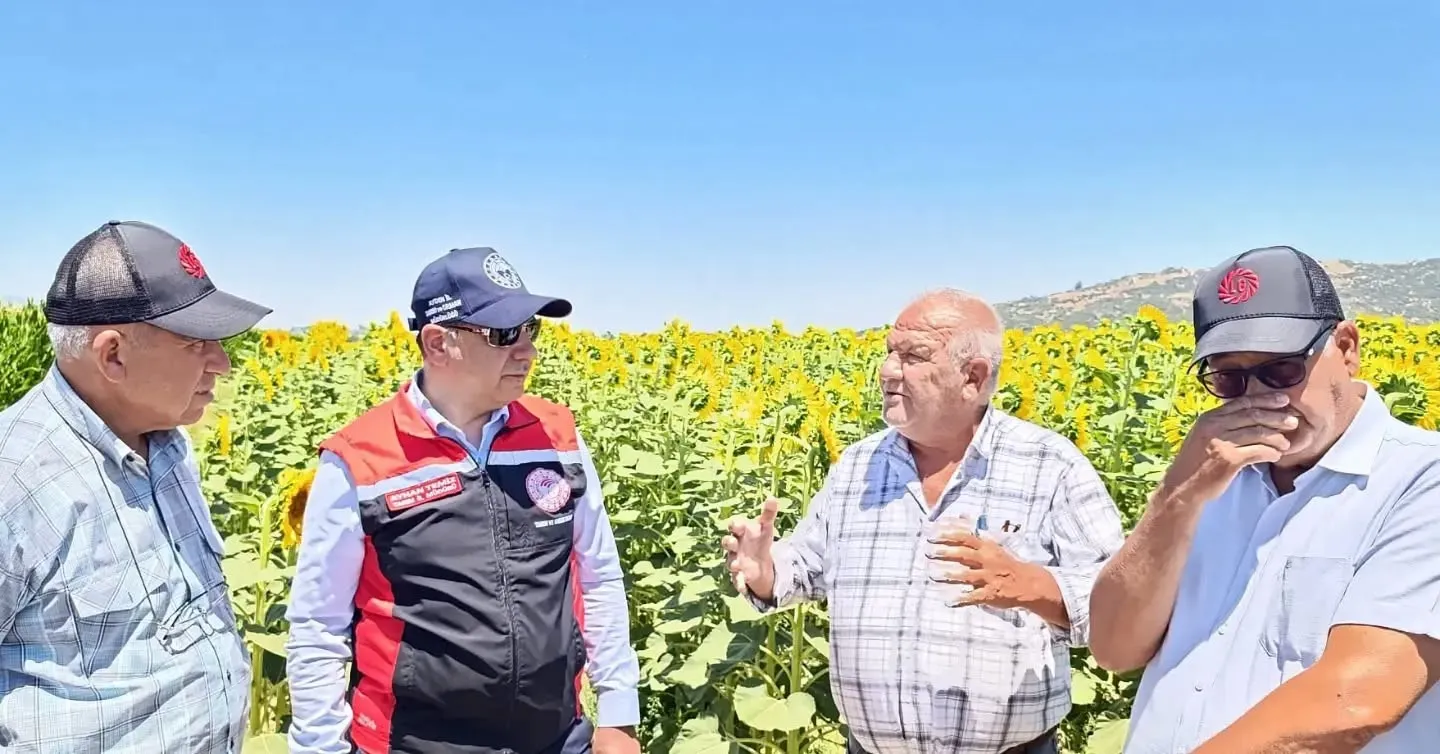 Aydın tarımında Söke imzası: Ayçiçeği üretiminin merkezi oldu
