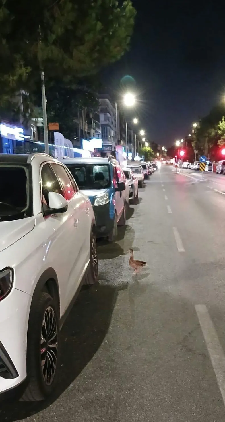 Karşıyaka’da duyarlı müdahale: Trafiği birbirine katan ördeği zabıta kurtardı