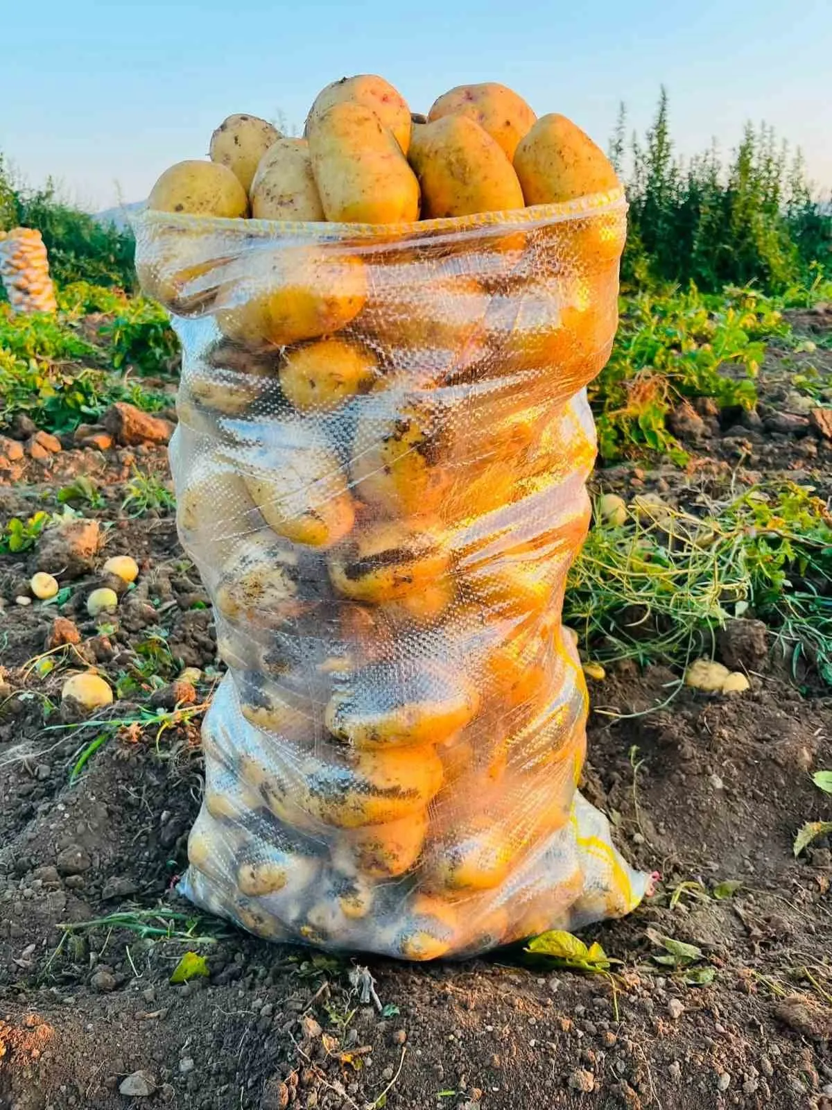 Dinar’da altın değerinde hasat: Çölovası’nın meşhur patatesi tarladan sofralara iniyor