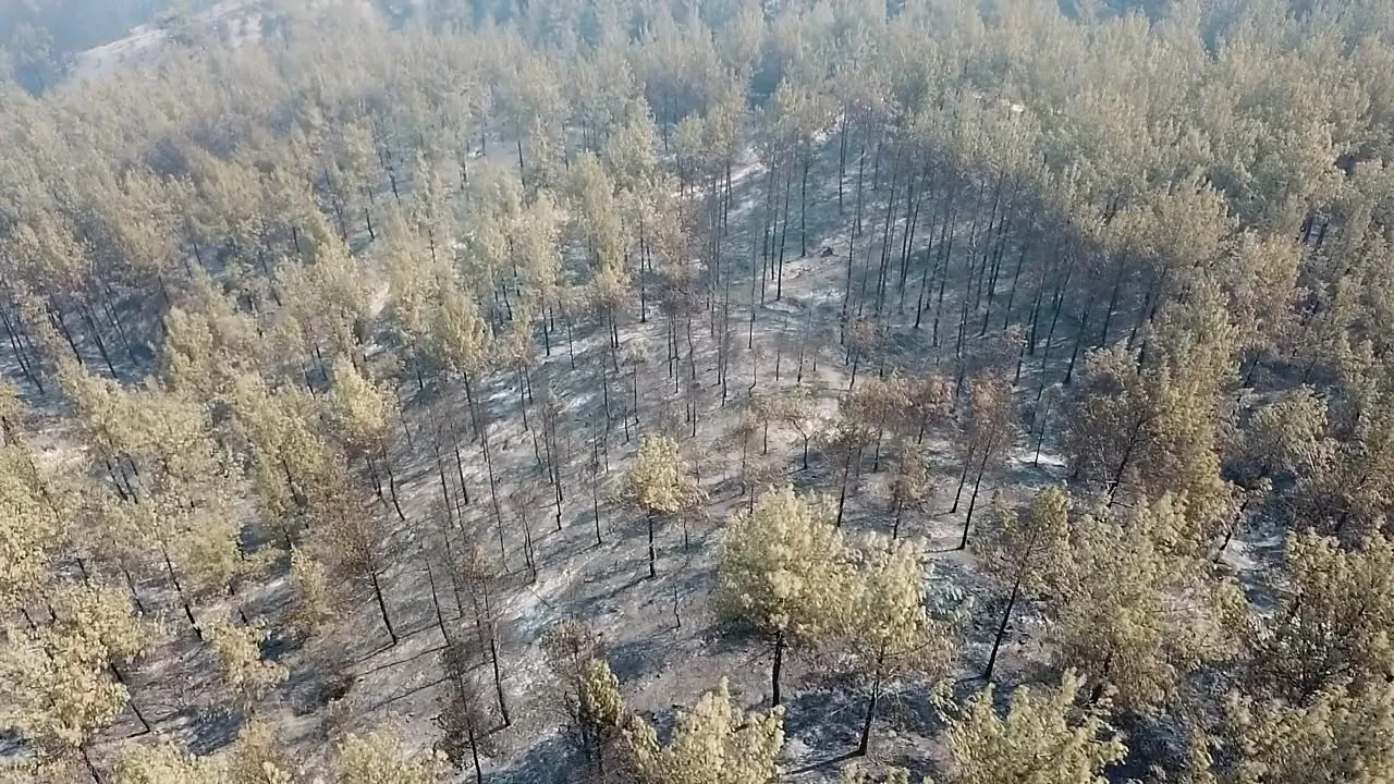 Seydikemer'de orman yangını felaketi: Alevlerin bıraktığı acı tablo havadan görüntülendi