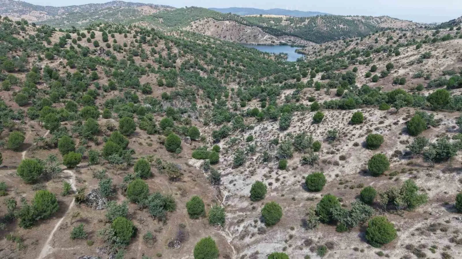 Koçarlı’da doğa ile hayvancılık el ele verdi: Fıstıkçamı sahasında hasat dönemi